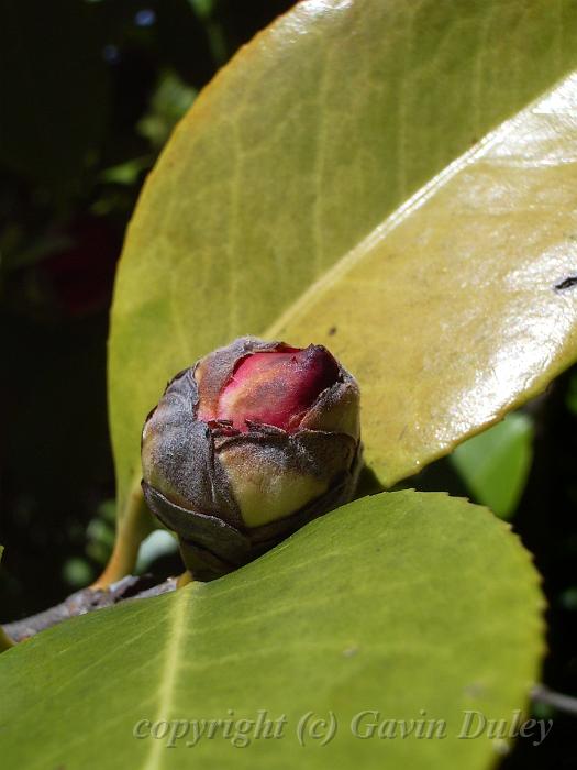 Bud, Trevannah IMGP0316.JPG